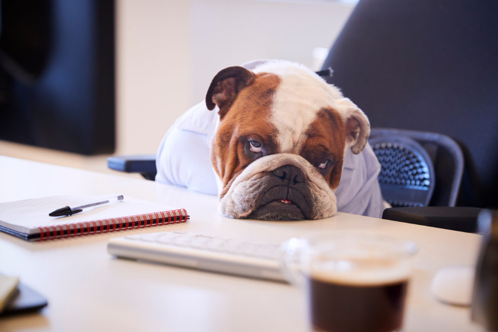 A bulldog in a shirt that has its face on the desk looking sad because he has been oversold a website.